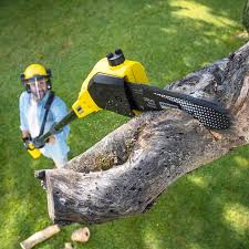 Reliable Kirbyville, TX  Tree Services Solutions