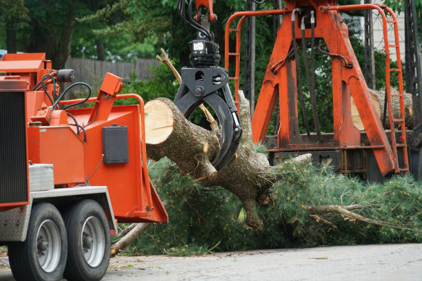 Lawn Drainage Solutions in Kirbyville, TX